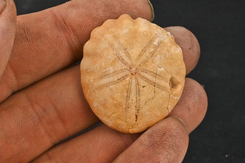 Oursin fossile rotuloidea - fossile,