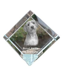 Basset Fauve de Bretagne -