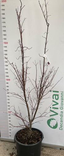 Plante acer palmatum acier - «,
