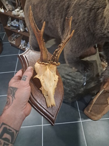 Trophée chevreuil sur - trophée, de
