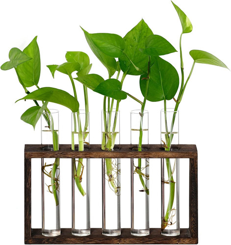 Plant propagation - plant,