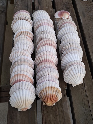Lot coquilles saint - 75, jacques