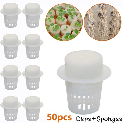 Fit for hydroponique plante - fit,