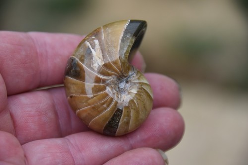 Cymatoceras sakalavus albien - cymatoceras,