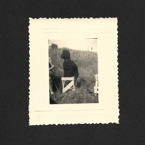 Caniche chien noir - assis, petit