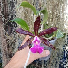 Cattleya schilleriana x