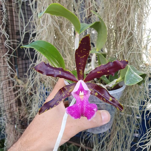 Cattleya schilleriana - , x
