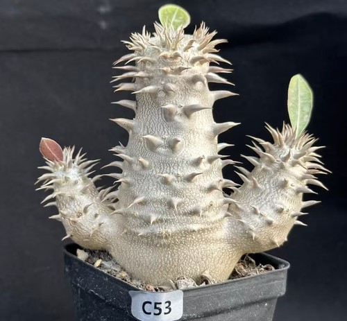 5pcs rare cacti - rare,