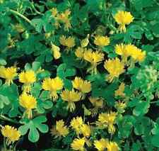 Capucine Grimpante Jaune Des Canaries 5 Graines