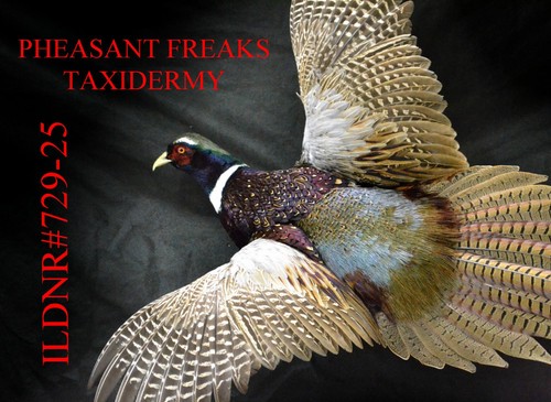 Pheasant taxidermy mount - pheasant,
