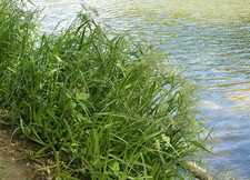 Scirpus sylvaticus  plante