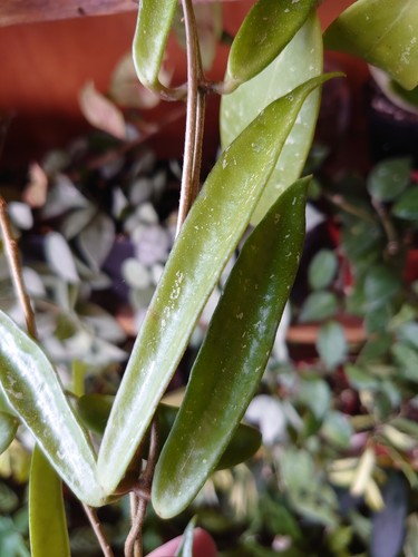 Hoya minibelle carnosa x - 'minibelle', (carnosa