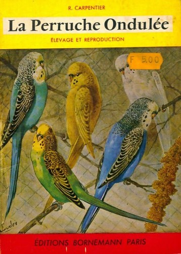 Perruche ondulée r - la,