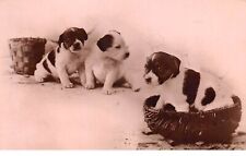 Chiens - n°71381 - Chiots avec des paniers en osier