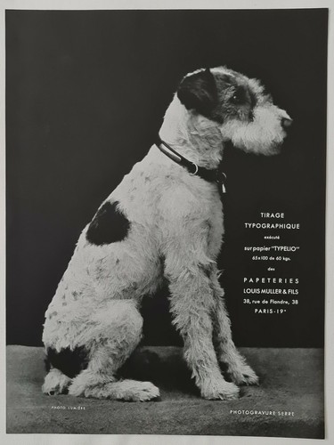 Fox terrier poil dur - terrier,