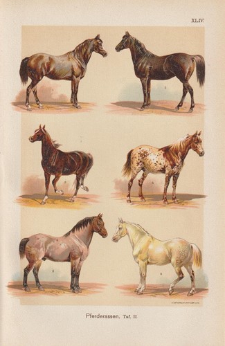 Races chevaux andalou - races,
