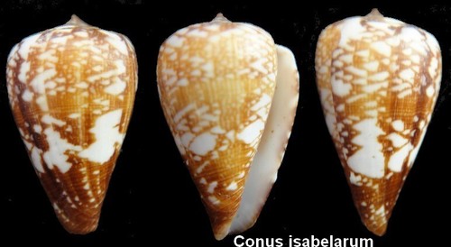 Coquillage collection - de,