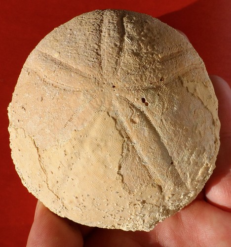 Oursin fossile maroc - oursin, du