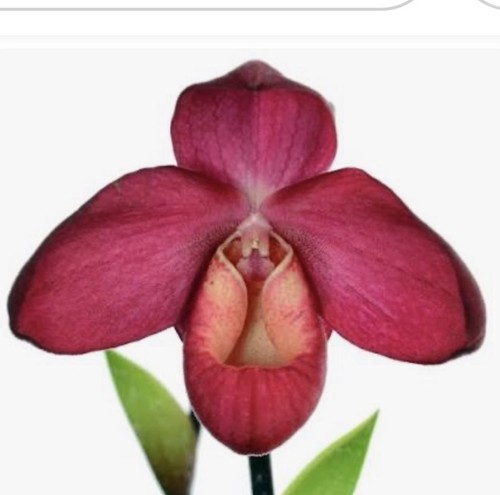 Phragmipedium vingtaine des - phragmipedium,