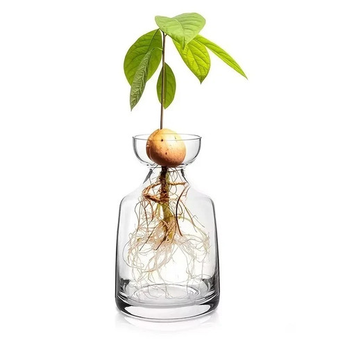 Vase pour noyau - , d'avocatier