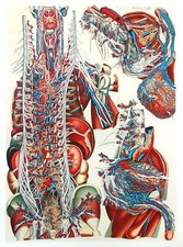 Lithographie Table Anatomique