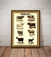 Deyrolle Farm Mammiferes