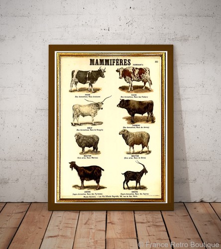 Deyrolle farm mammiferes - deyrolle,