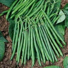 HARICOT nain sans fil CROCKETT 30 GRAINES