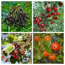 Fruits sauvages tolérants au gel I - 4 variétés - 80+ graines - graines - V 106