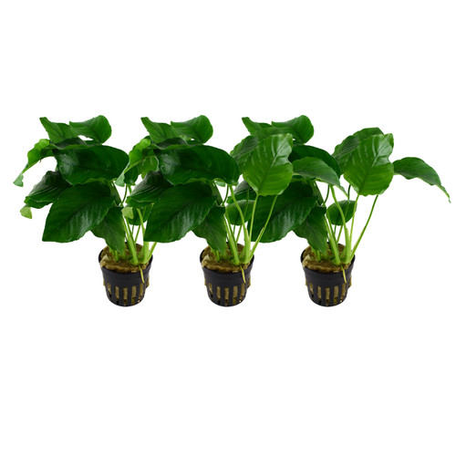 Aquarium plante pièce - aquarium,