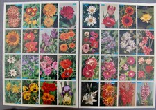 lot de deux planches de bons points image N°17 et N°18 fleurs école scolaire