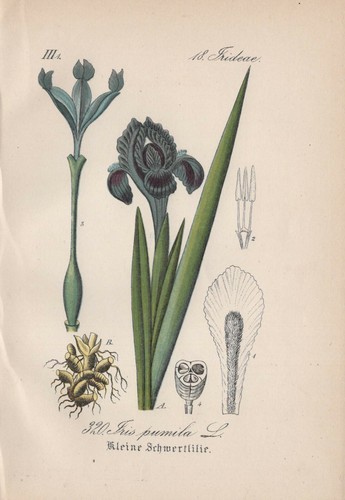 Zwerg schwertlilie iris - zwerg-schwertlilie, (iris