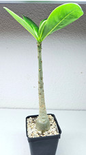 Adenium thai soco dbl - adenium, 'thai
