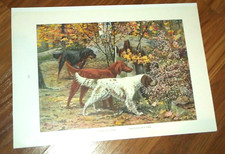 Vintage Hunting Dogs Print