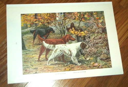 Vintage hunting dogs - vintage, print