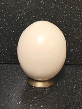 Véritable oeuf autruche - véritable,