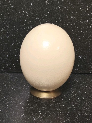Véritable oeuf autruche - oeuf, d'autruche
