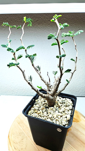 Senna meridionalis