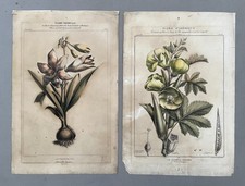 Etienne Denisse, Flore