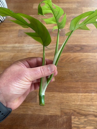Grande bouture monstera - monstera, minima