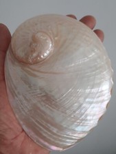 curiosité , taxidermie