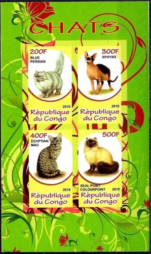 Chats animaux compagnie - animaux, de