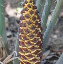 Encephalartos laurentianus - ,