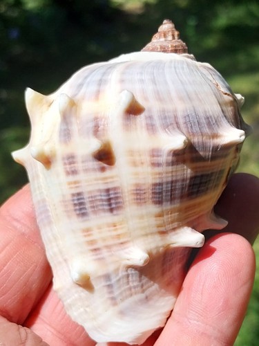 Coquillage collection - de,