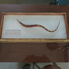 Syngnathe Hippocante Taxidermie  Poisson Naturalisé Cabinet Curiosité 