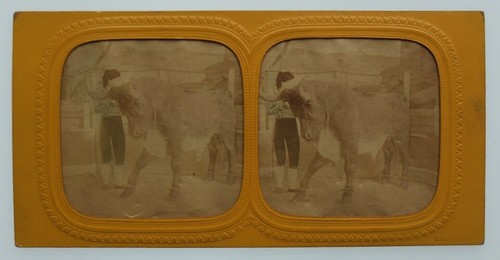 Photographie albuminée