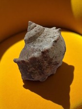 Coquillage Cymbium Vintage -