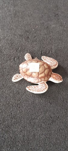 Animal tortue mer aquarium - animal,