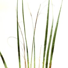 Dasylirion wheeleri SELECTED SPECIMEN - Cuillère du désert | Fleur cuillère