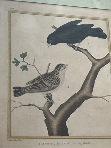 Martinet gravure d oiseaux - ,,